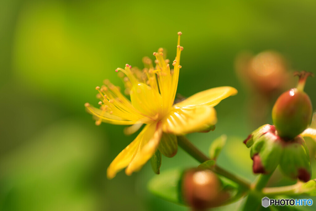 庭の花29