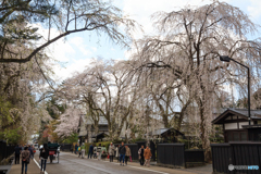 角館の桜Ⅰ