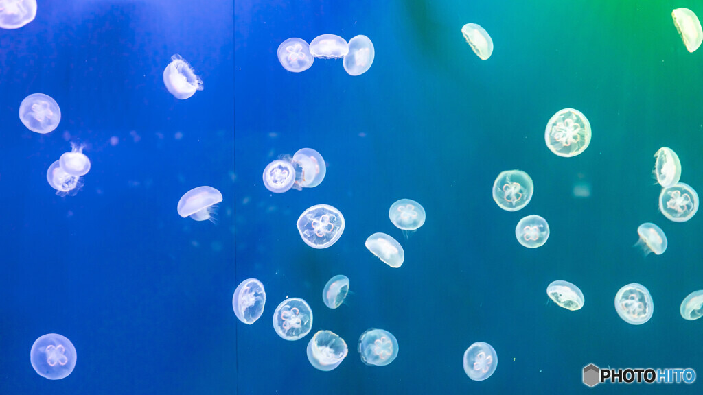 水族館３
