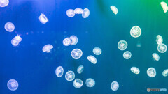 水族館３