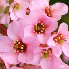 庭の花２