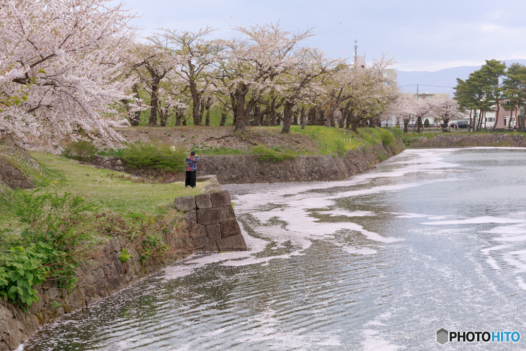 函館五稜郭の桜３