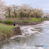 函館五稜郭の桜３