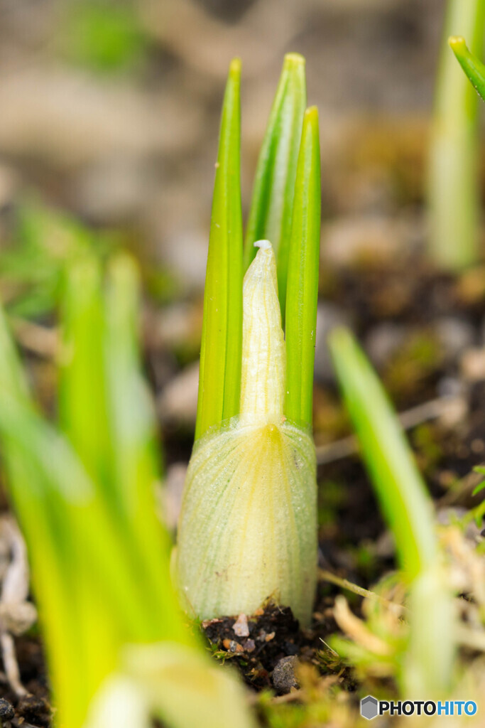 庭の花2025-02