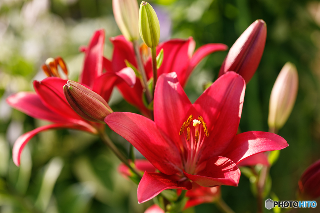 庭の花31