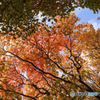 紅葉Ⅳ