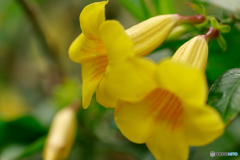 温室の花３