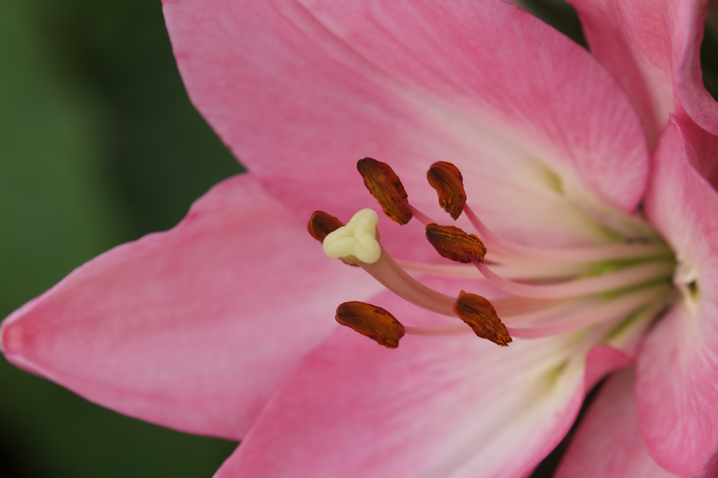 百合の花