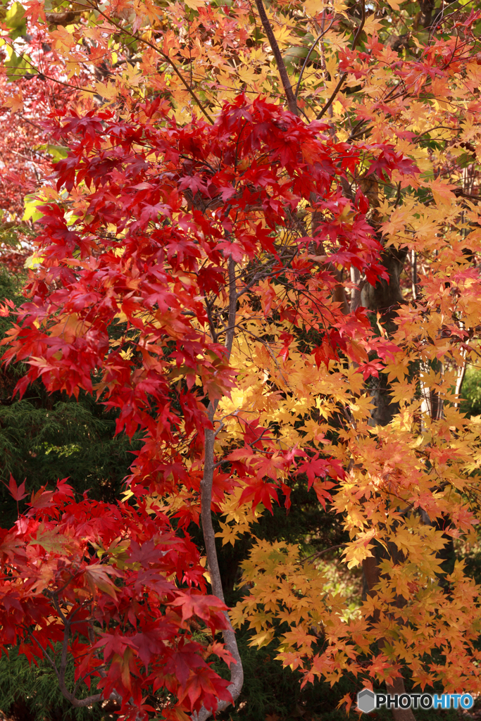 紅葉Ⅺ