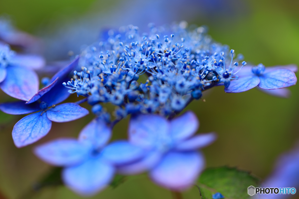 庭の紫陽花