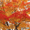黄葉と紅葉