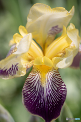 公園の花９