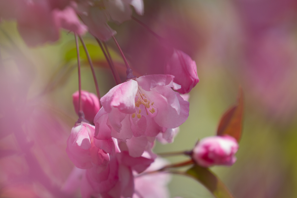 花海棠