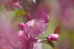 花海棠
