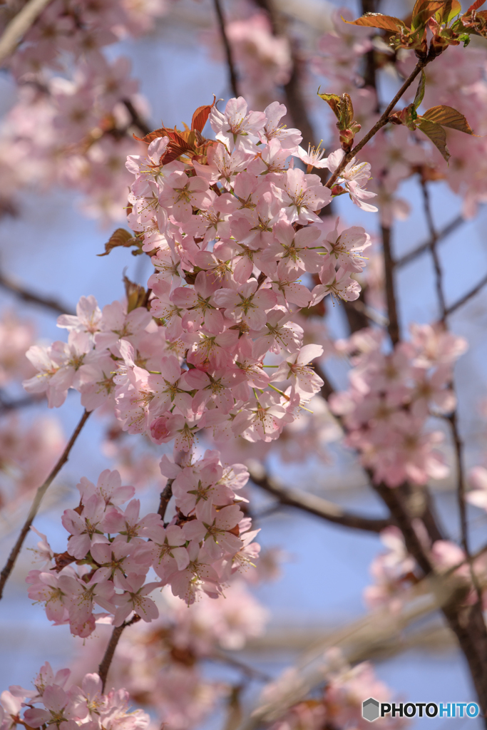 近所の桜