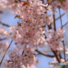 近所の桜