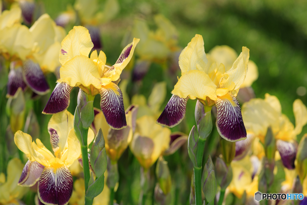 公園の花2022-03