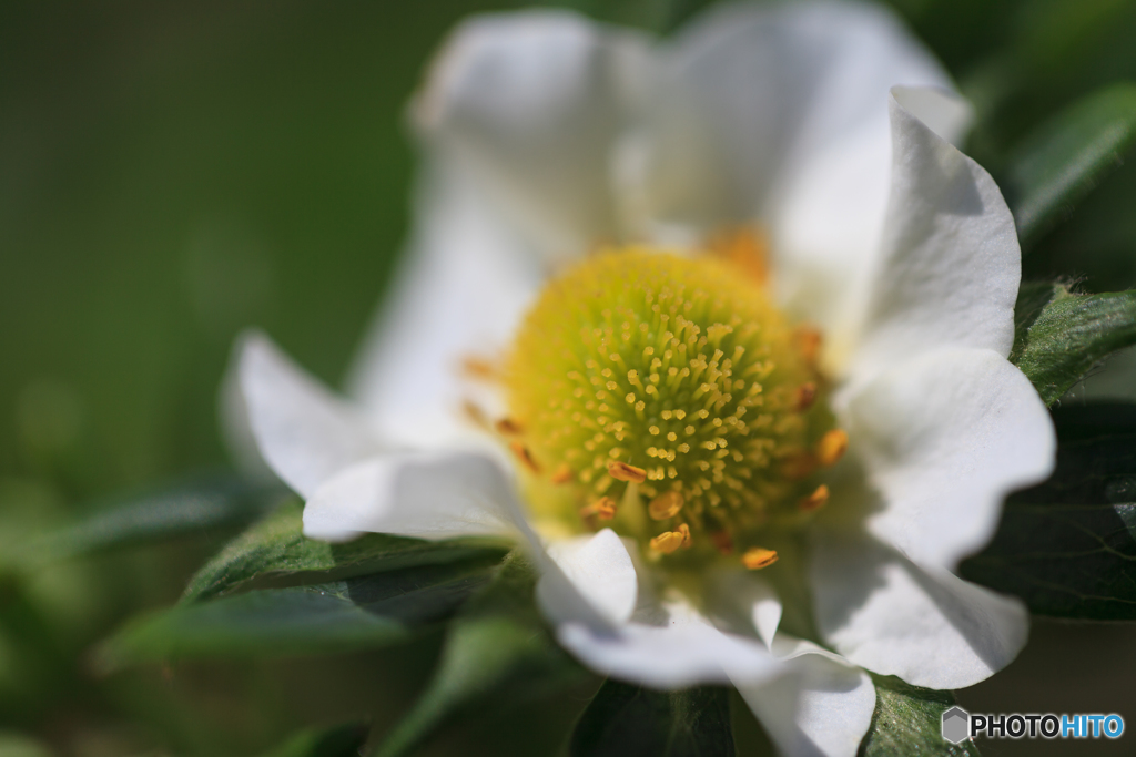 イチゴの花