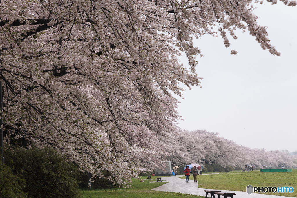 北上展勝地の桜Ⅱ