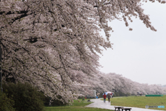 北上展勝地の桜Ⅱ