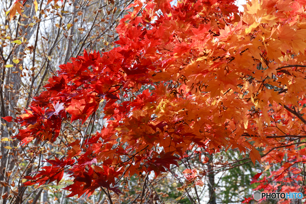 紅葉Ⅸ