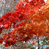 紅葉Ⅸ