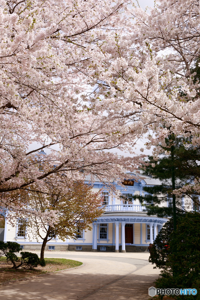 令和の桜３
