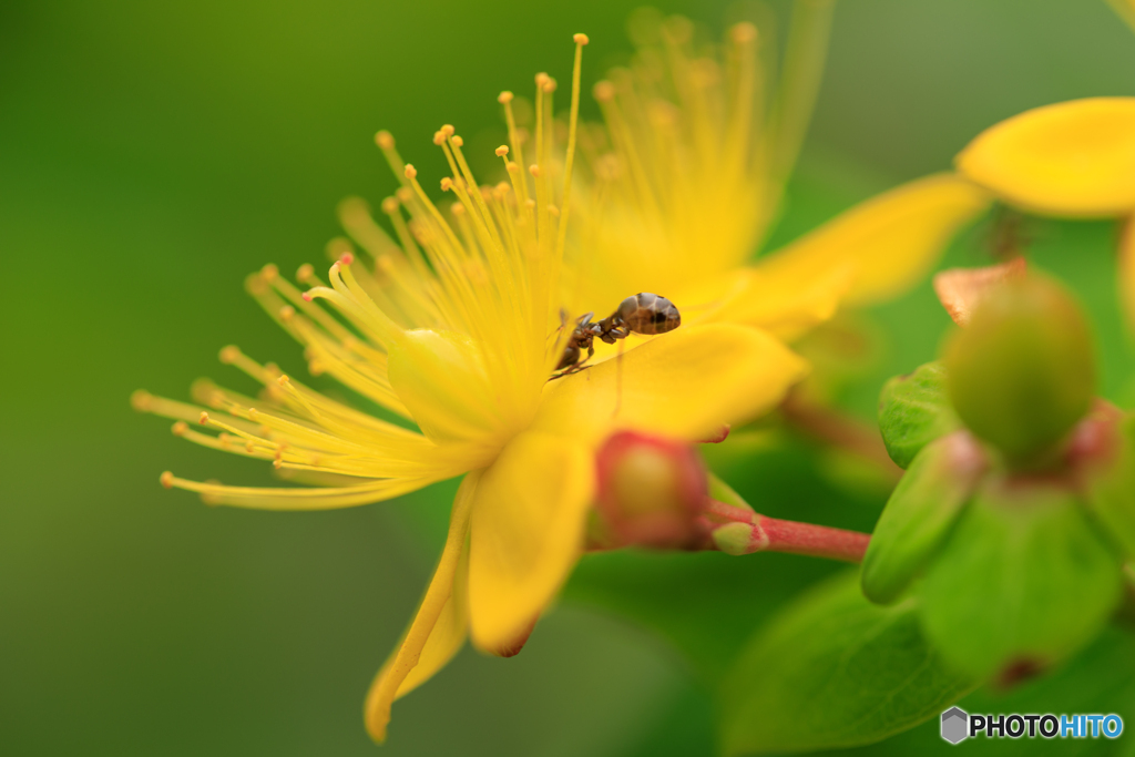 庭の花2022-21