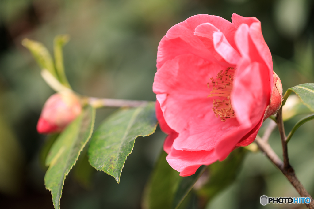 温室の花Ⅰ