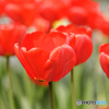 公園の花５
