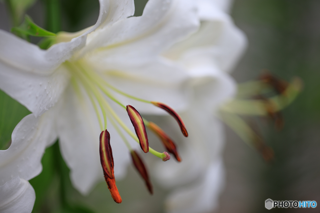 庭の花40