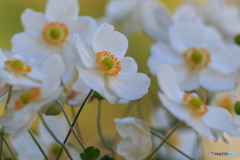 庭の花36