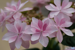 温室の花Ⅴ