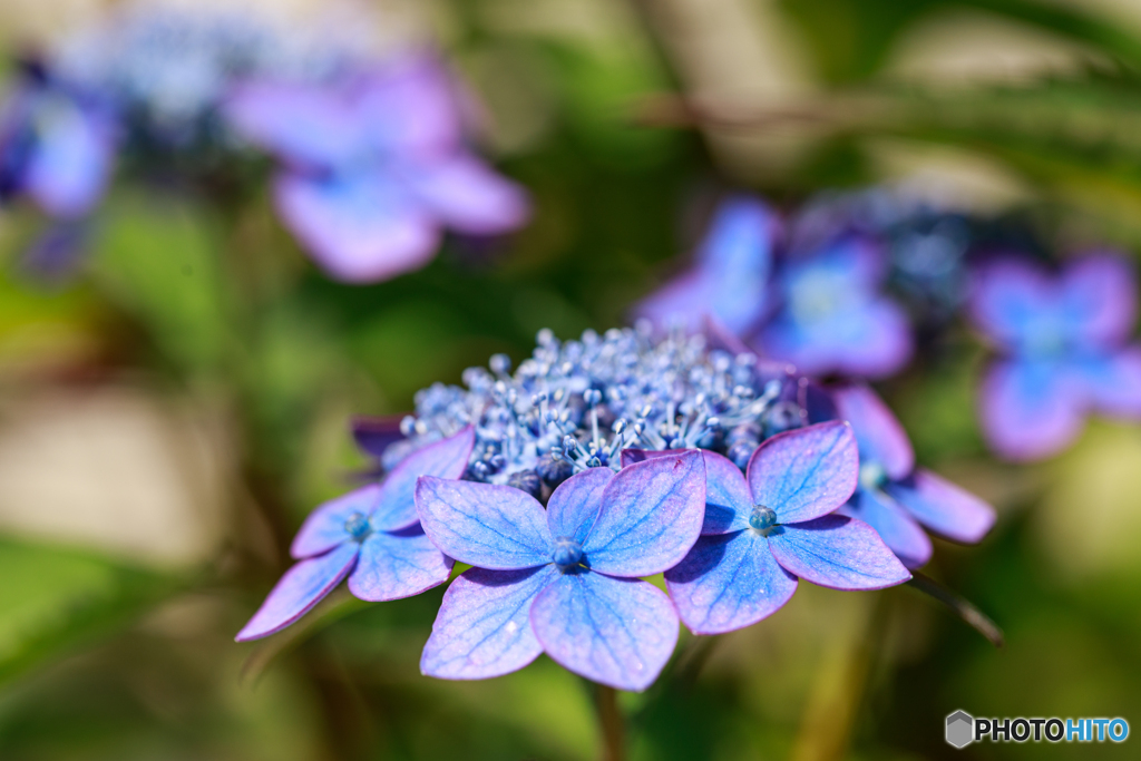 庭の花27