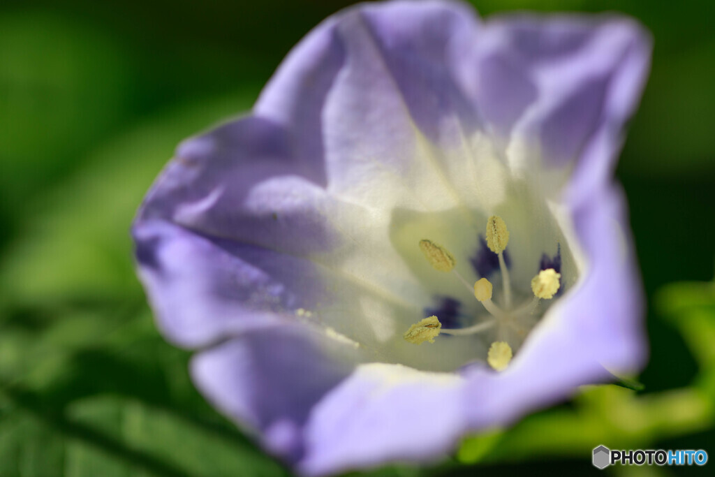 庭の花47