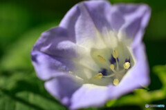 庭の花47