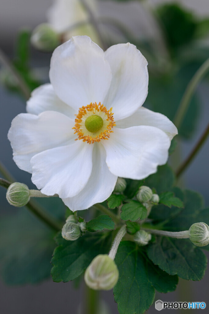 庭の花45