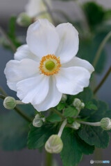 庭の花45