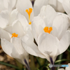 庭の花2023-05