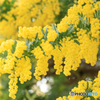 温室の花５