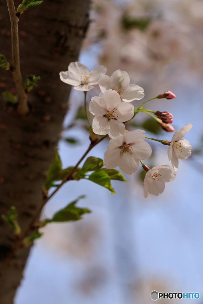 幹咲桜