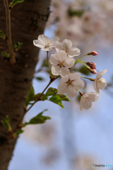 幹咲桜