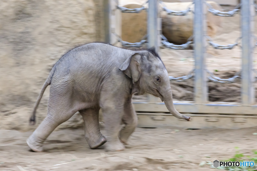 札幌市円山動物園２