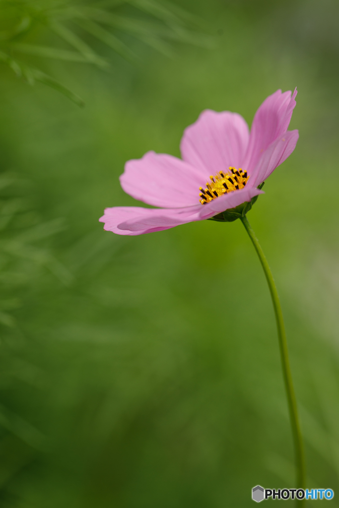 公園の花12