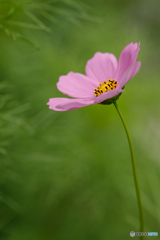 公園の花12