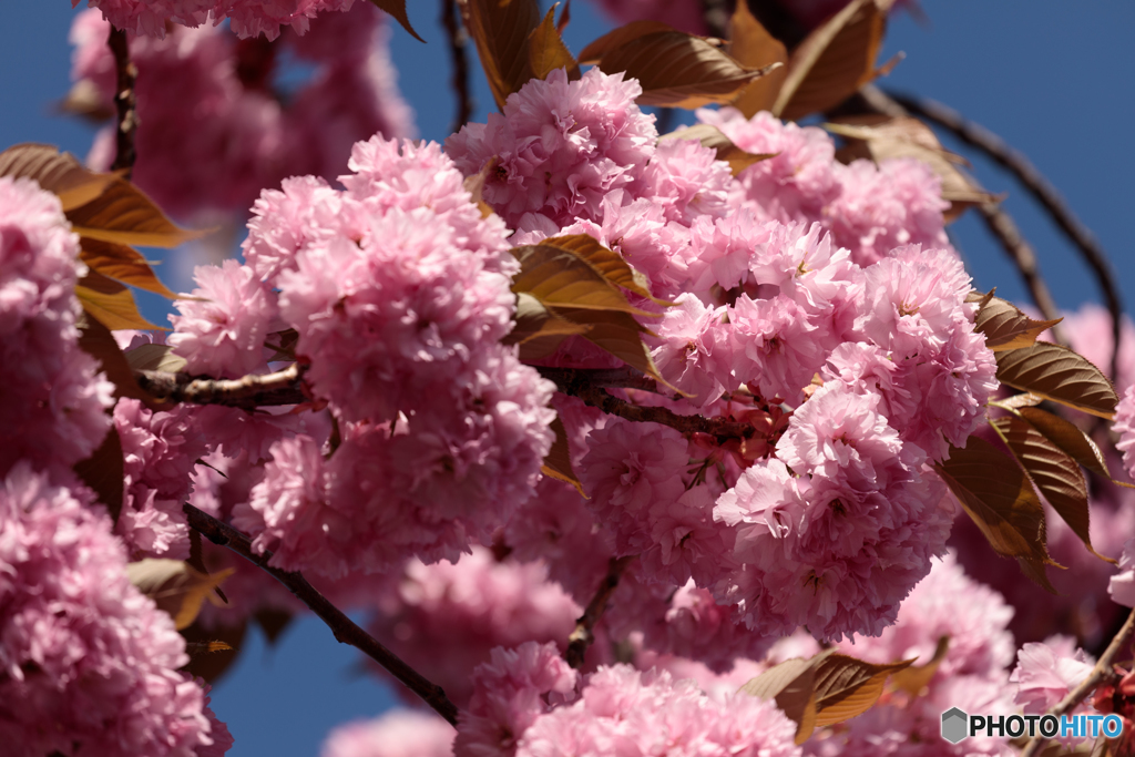 八重桜