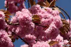 八重桜
