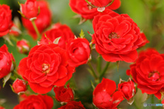 庭のミニ薔薇