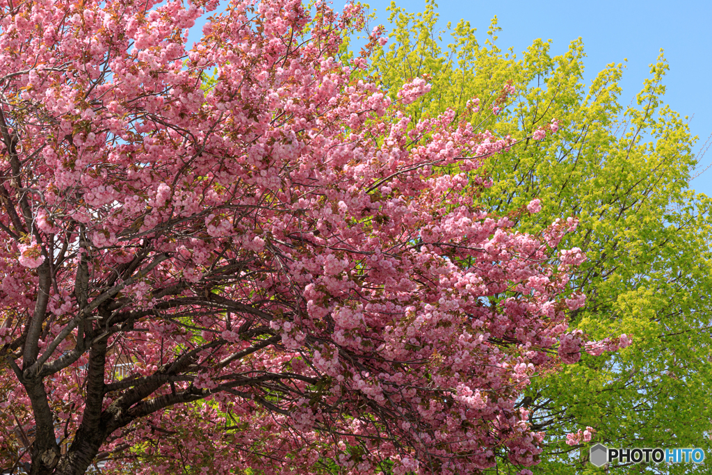 新緑と桜