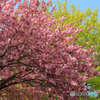 新緑と桜
